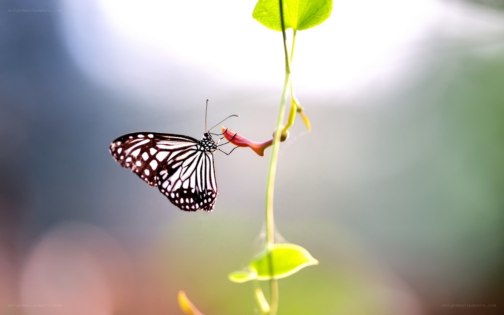 butterfly feeding on flower
