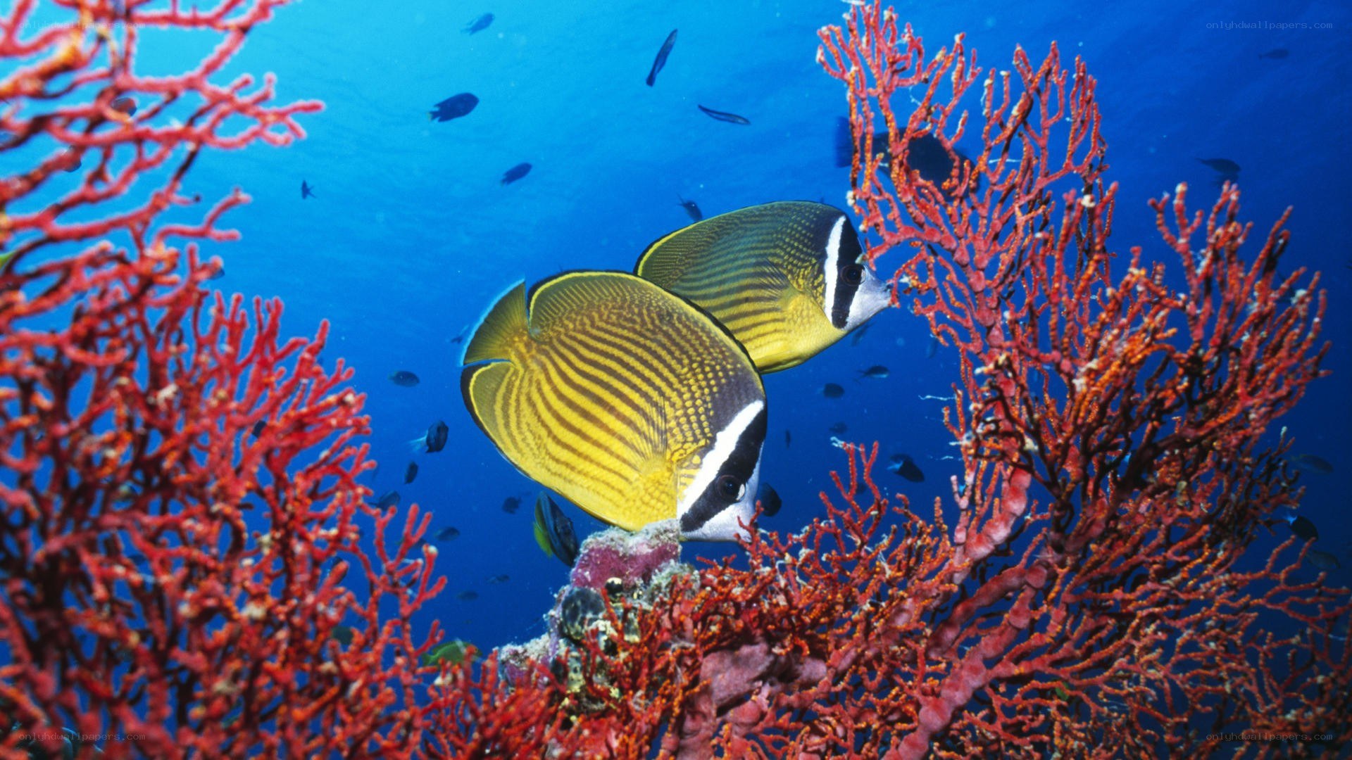 Butterfly fish among coral