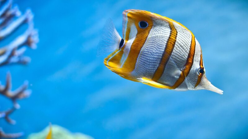 Butterfly Fish — Blue, Serene, Photograph, Coral, Yellow