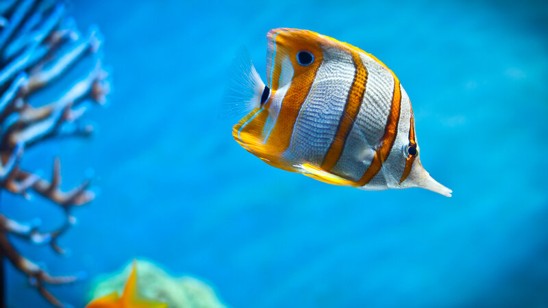 Butterfly Fish — Blue, Serene