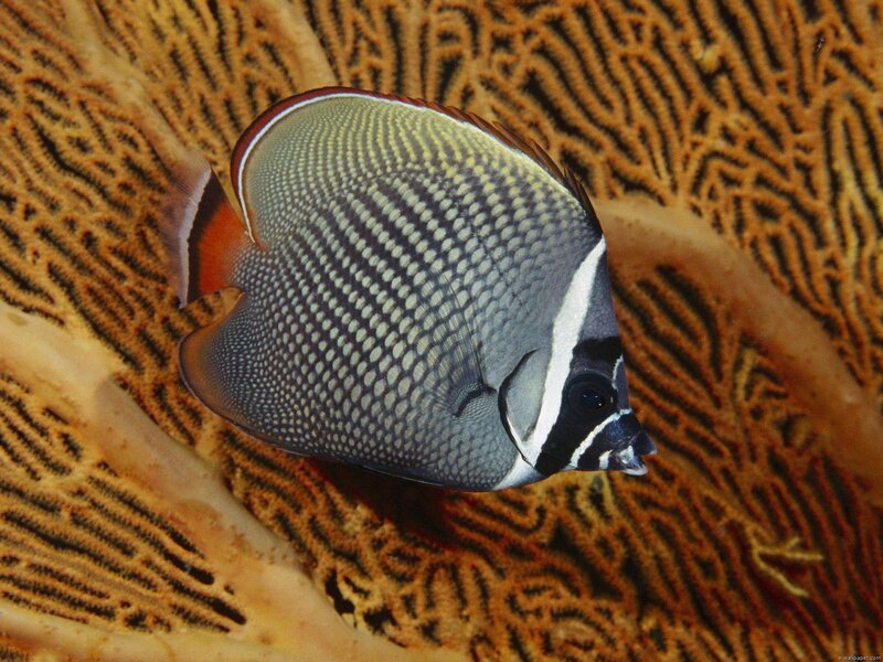 Butterfly Fish — Gray