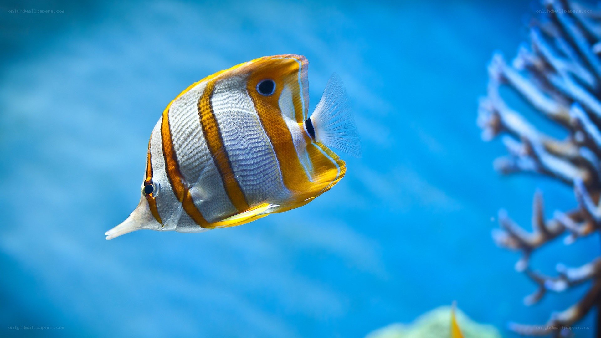 Butterfly fish in blue water