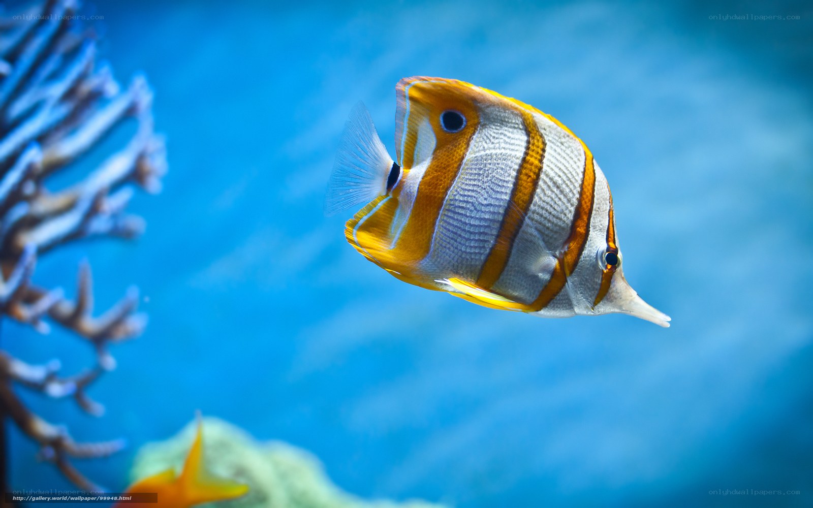 Butterfly fish in blue water