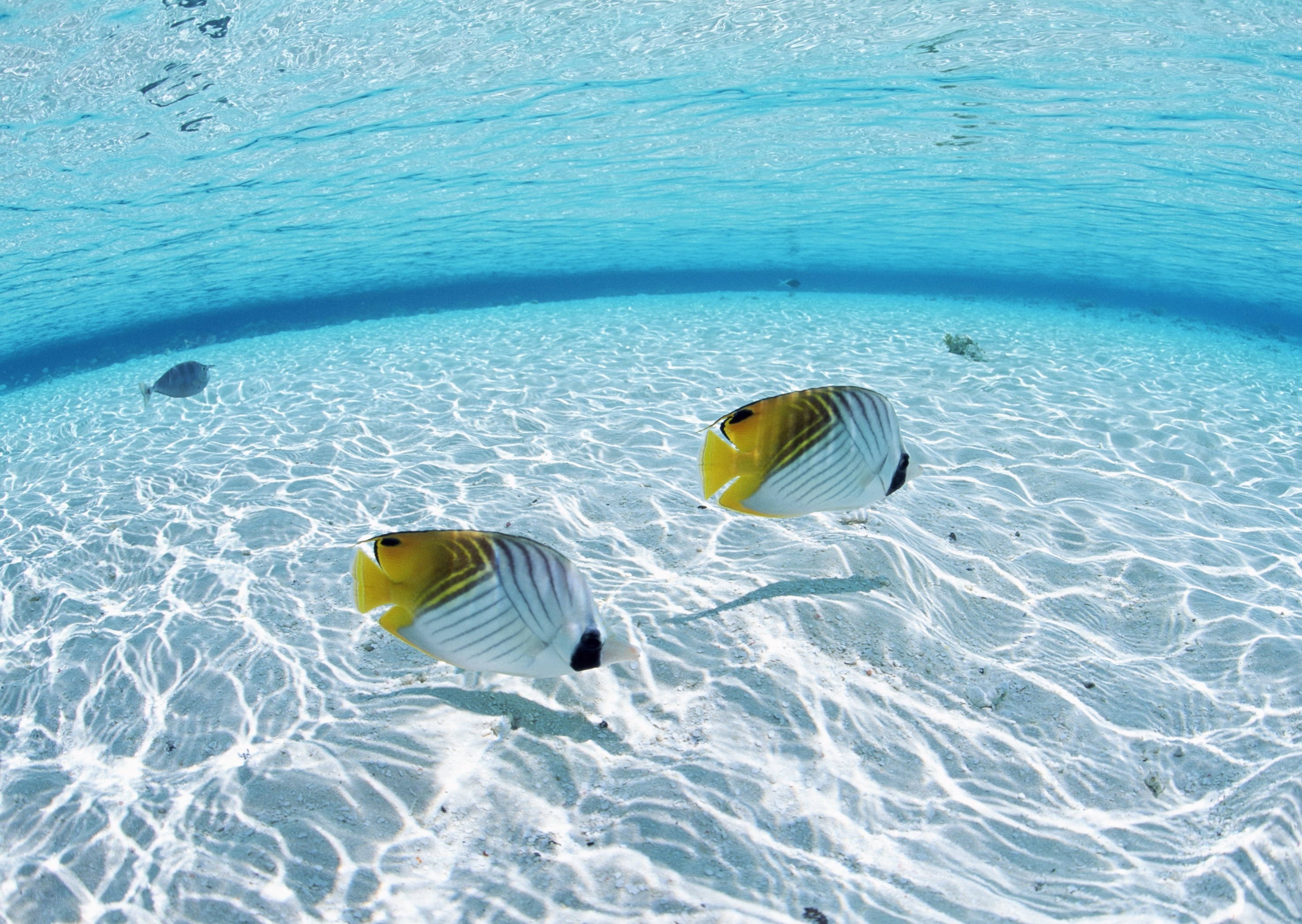 Butterfly fish in clear blue water
