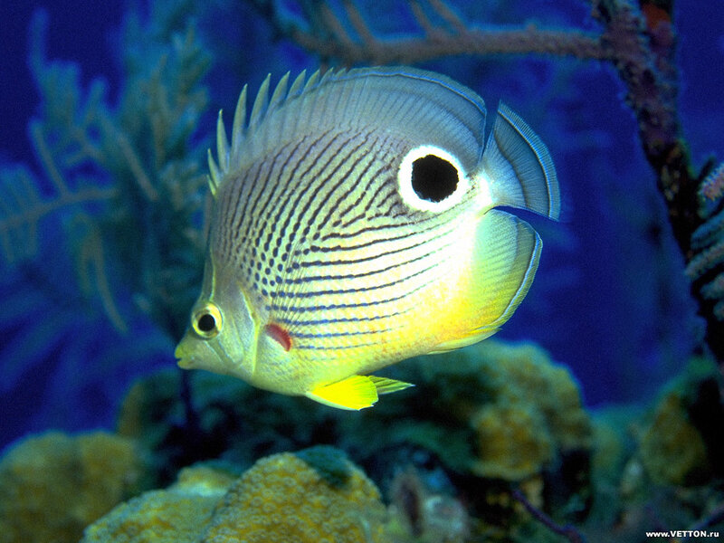 Butterfly fish in coral reef