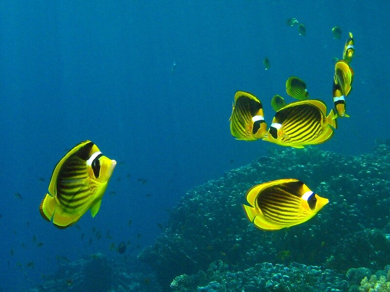 Butterfly fish in coral reef