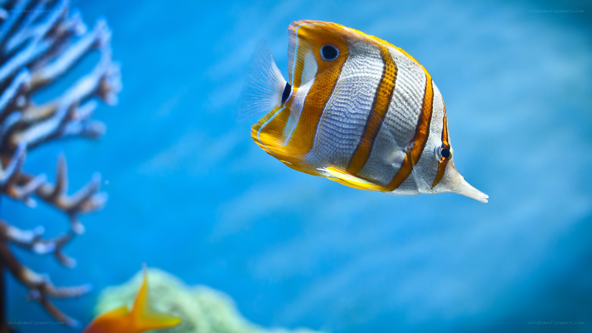 Butterfly fish in coral reef