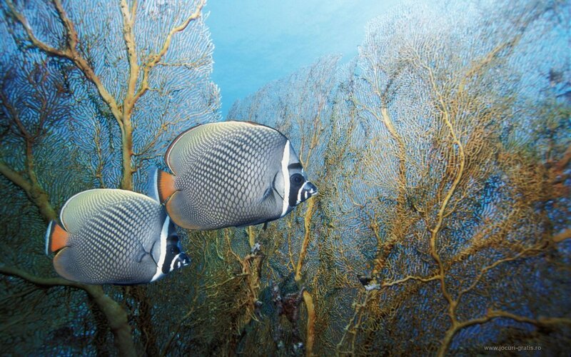 Butterfly fish in coral reef
