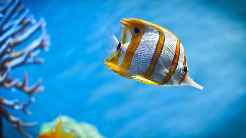 Butterfly fish in coral reef