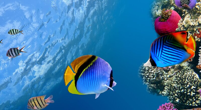 Butterfly Fish in Coral Reef — Blue, Serene