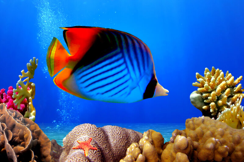 Butterfly Fish in Coral Reef — Blue