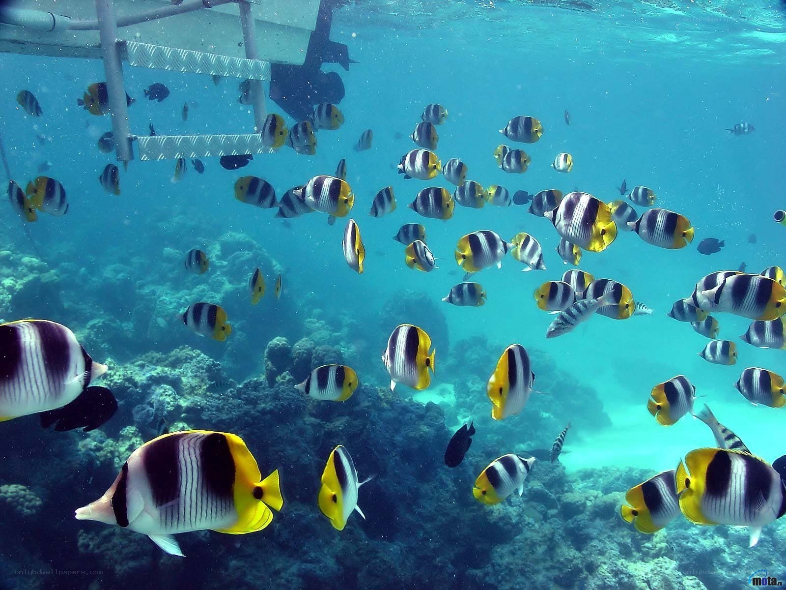 butterfly fish in coral reef