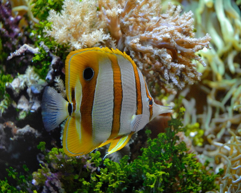 Butterfly Fish in Coral