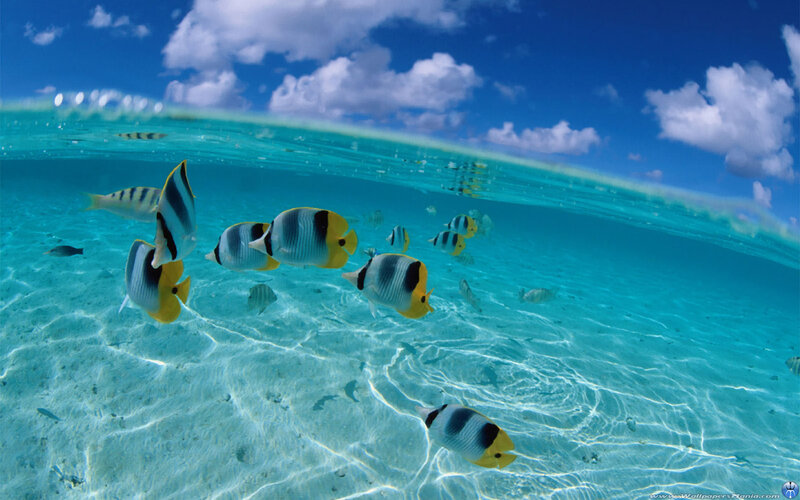 Butterfly Fish in Ocean — Blue, Serene, Afternoon, Photograph, Sand, Clouds