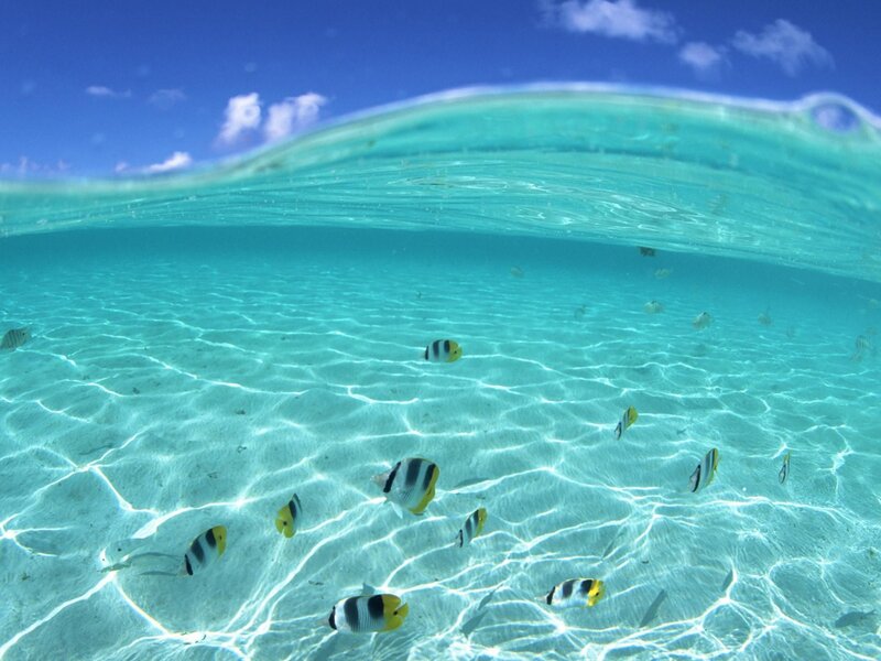 Butterfly Fish in Ocean — Blue, Serene, Afternoon, Photograph, Sand, Sky