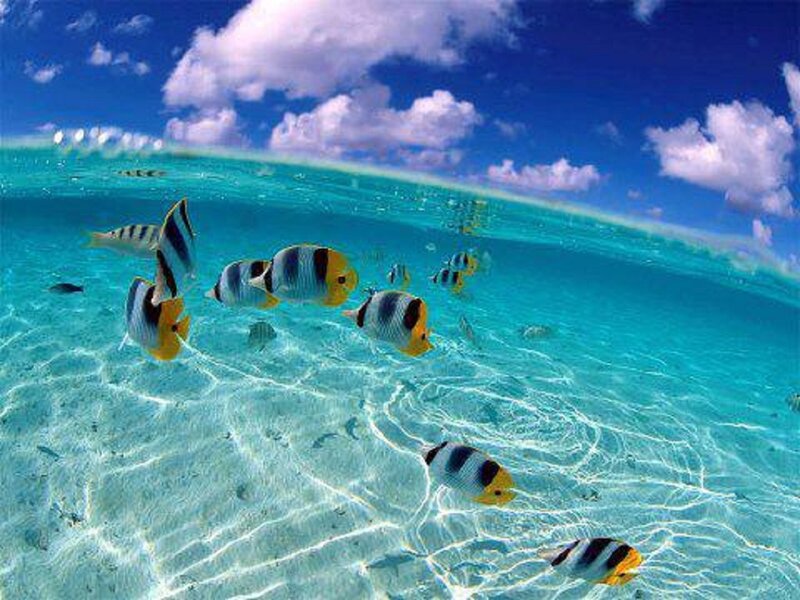 Butterfly Fish in Ocean — Blue, Serene, Afternoon, Photograph, Sand