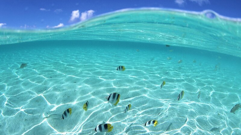 Butterfly Fish in Ocean — Blue, Serene, Afternoon, Photograph, Sand, Waves