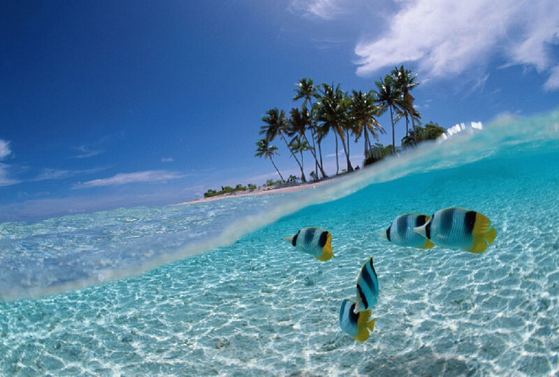 Butterfly Fish in Ocean — Blue, Serene, Afternoon