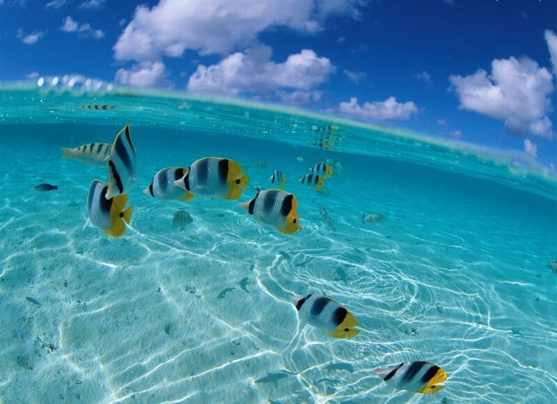 Butterfly Fish in Ocean — Blue, Serene