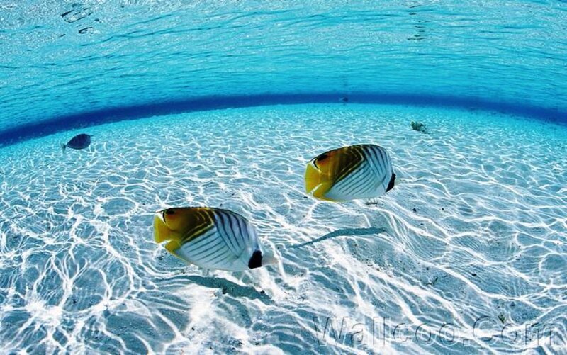 Butterfly Fish in Ocean — Blue