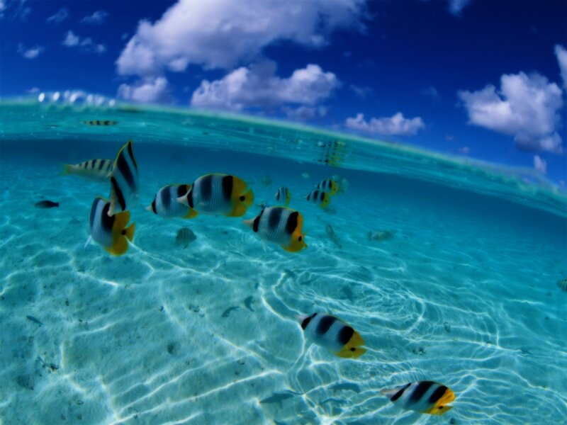 Butterfly Fish in Ocean — Photograph
