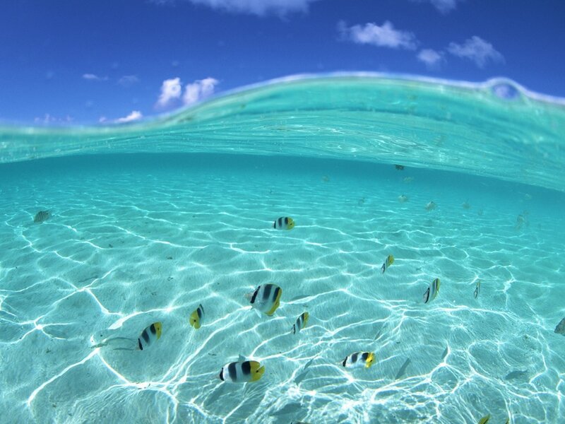 Butterfly Fish in Ocean