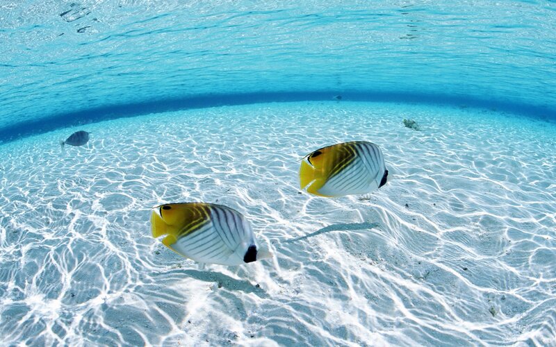 Butterfly Fish in Water — Blue, Serene