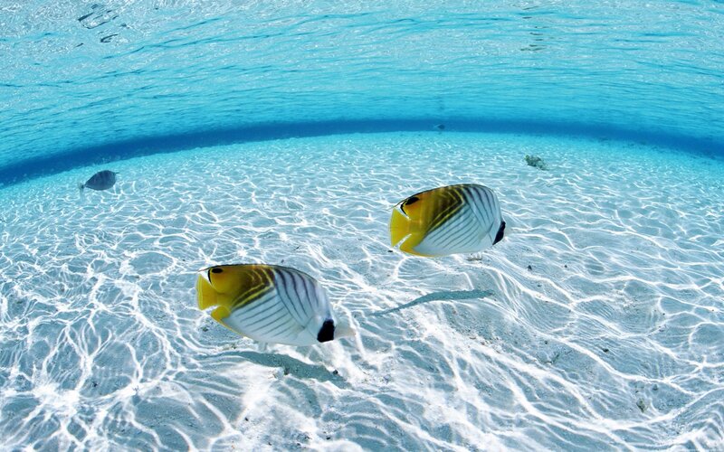 Butterfly Fish in Water — Blue