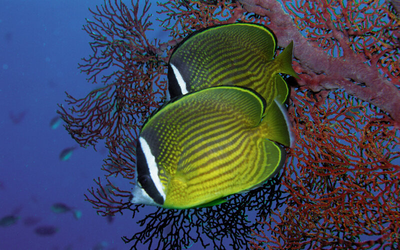 Butterfly fish near coral