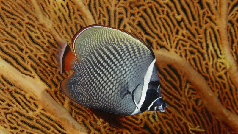 Butterfly fish near coral