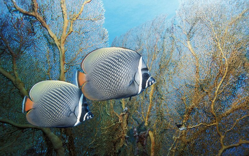 Butterfly fish near coral
