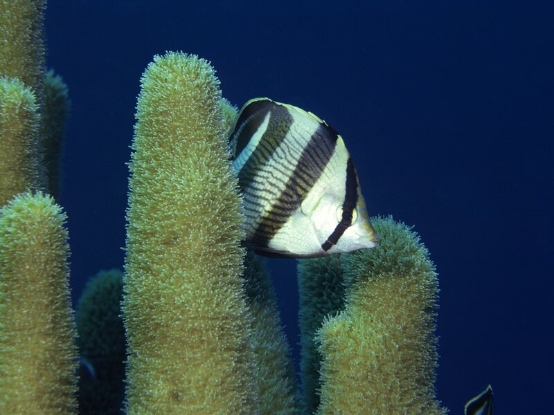 Butterfly fish near coral