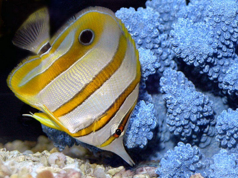 Butterfly fish near coral