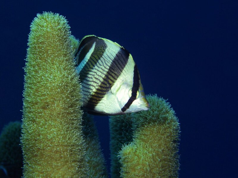 Butterfly Fish Near Coral — Blue