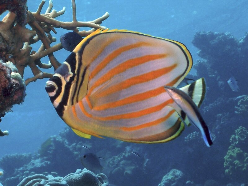 Butterfly fish near coral reef