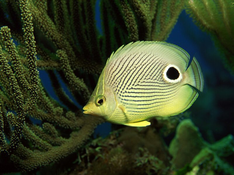 Butterfly fish near coral