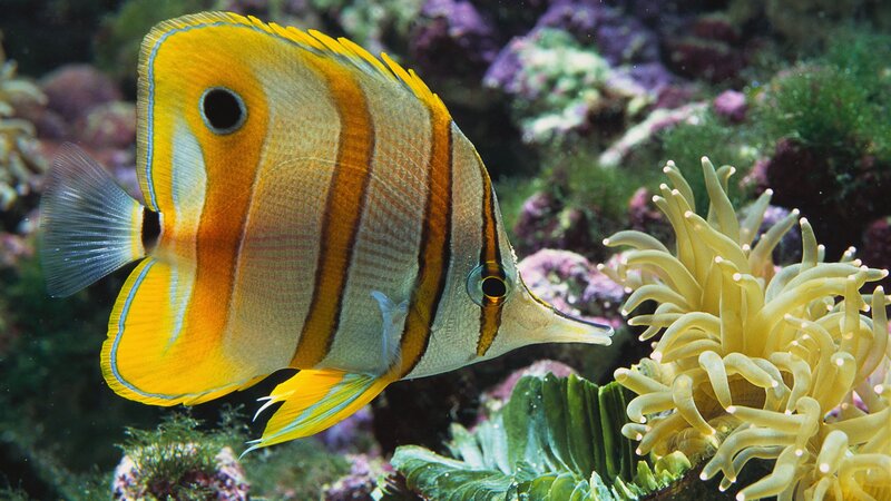 Butterfly fish near sea anemone