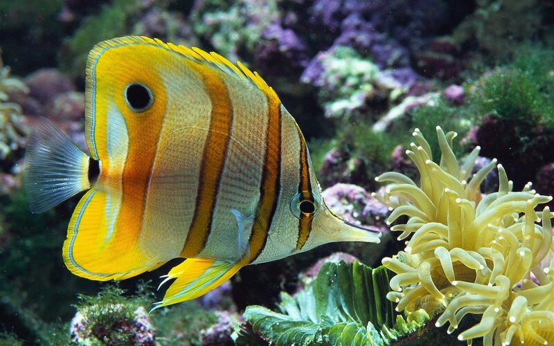Butterfly fish near sea anemone