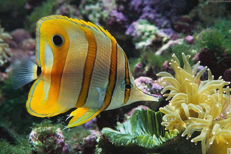 Butterfly fish near sea anemone
