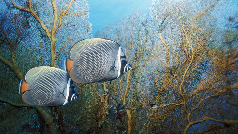 Butterfly fish near sea fans