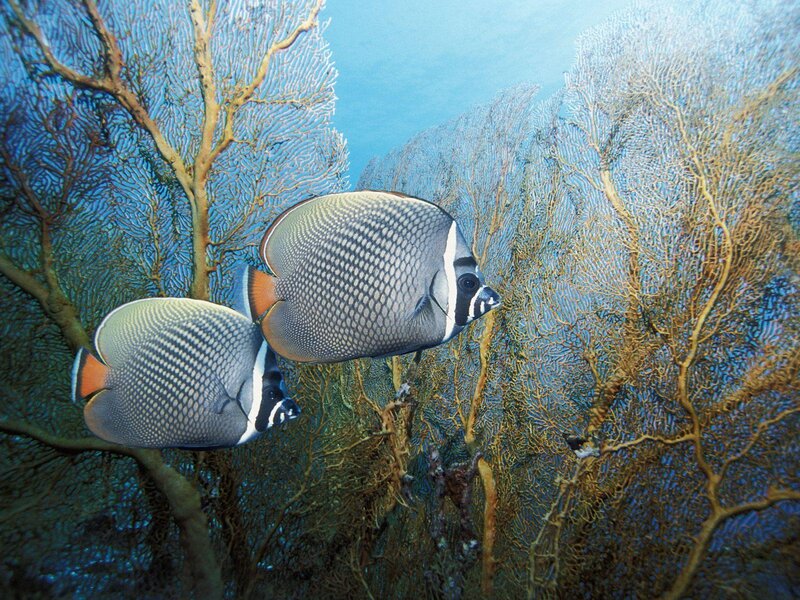 Butterfly fish near sea fans