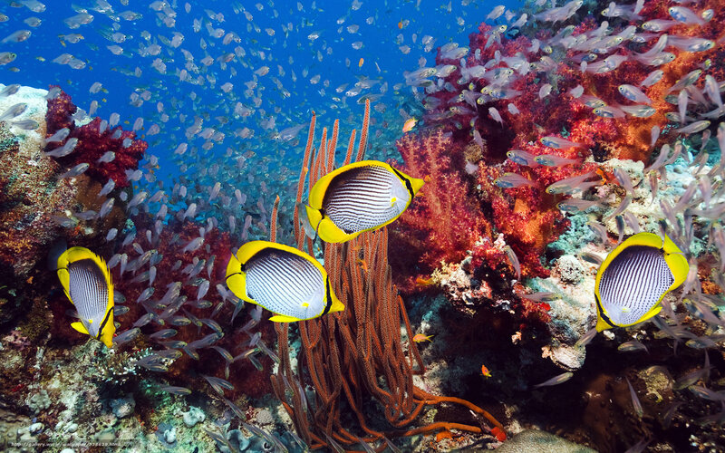 Butterfly Fish on Coral — Blue, Vibrant