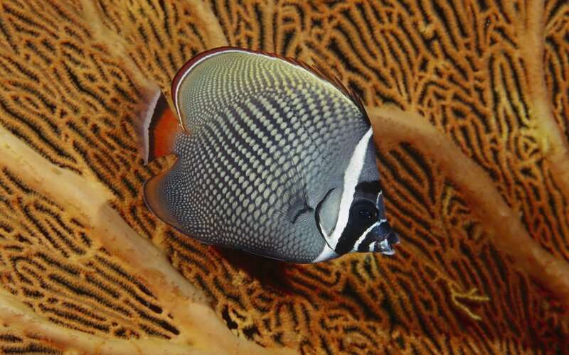 Butterfly Fish on Coral — Brown