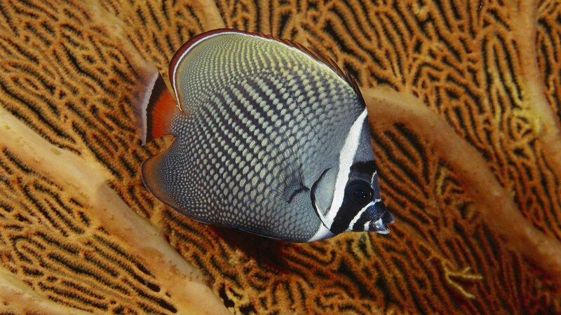 Butterfly Fish on Coral — Gray