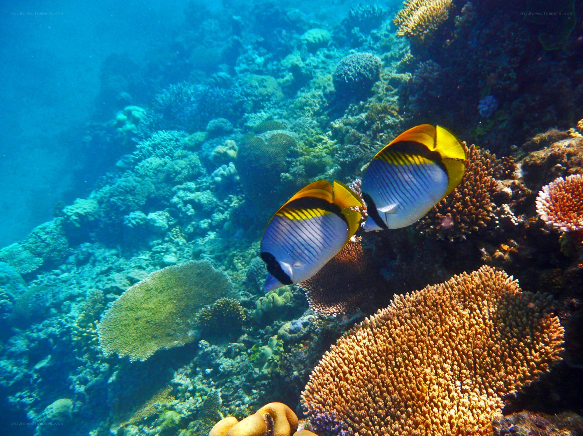 Butterfly fish on coral reef