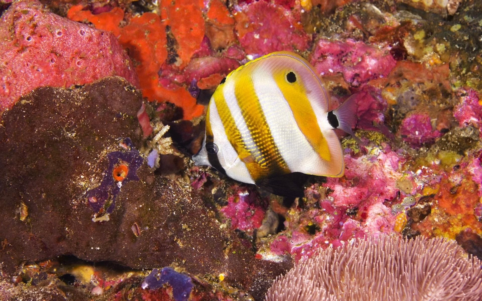 Butterfly fish on coral reef