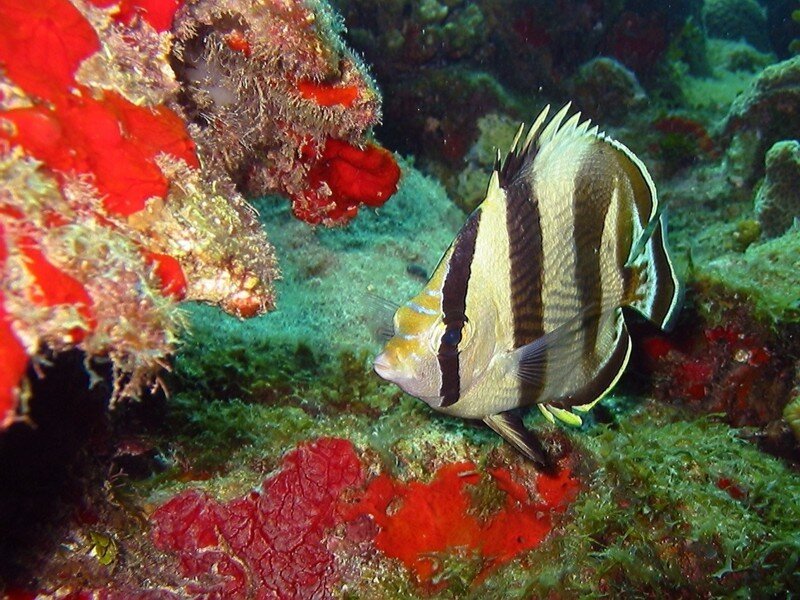 Butterfly fish on coral reef