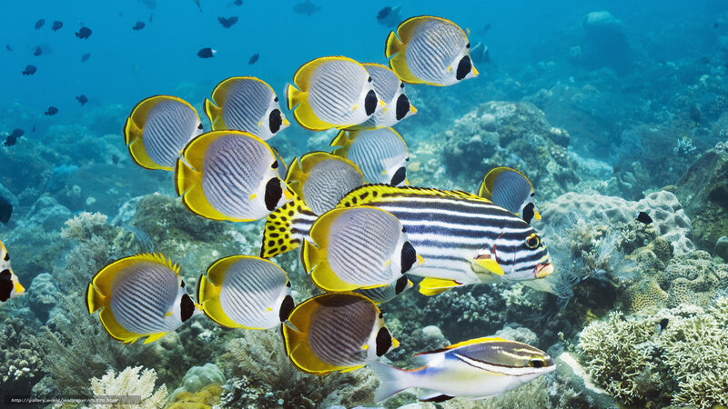 Butterfly fish on coral reef