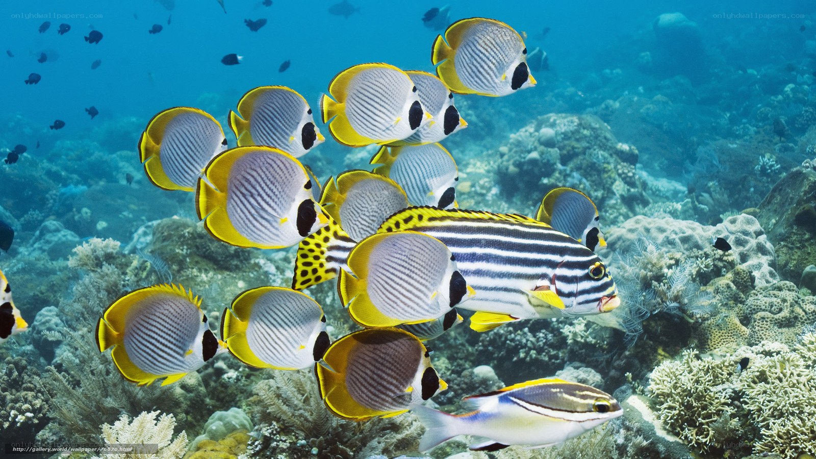 Butterfly fish on coral reef