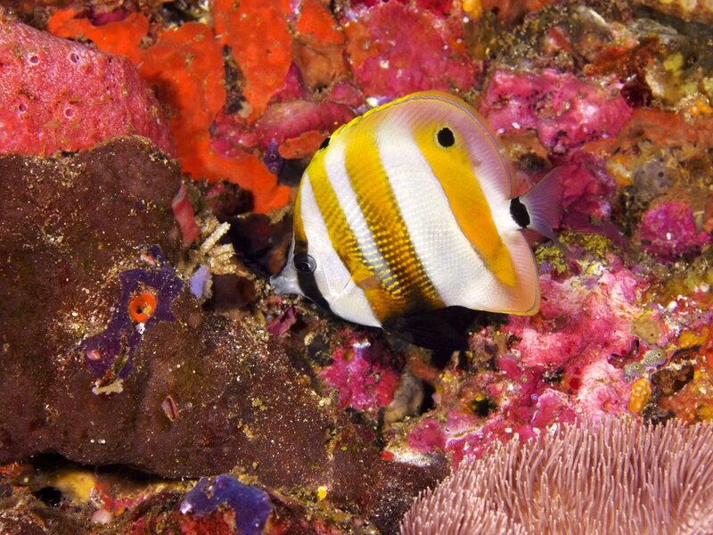 Butterfly Fish on Coral